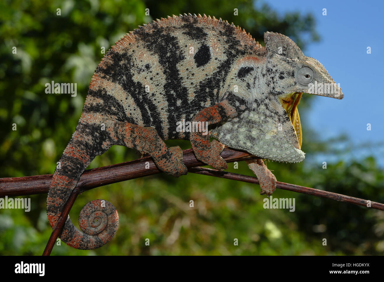 Open mouthed female Malagasy Giant Chameleon (Furcifer oustaleti), Amborondolo, Sofia, Central Madagascar, Madagascar Stock Photo