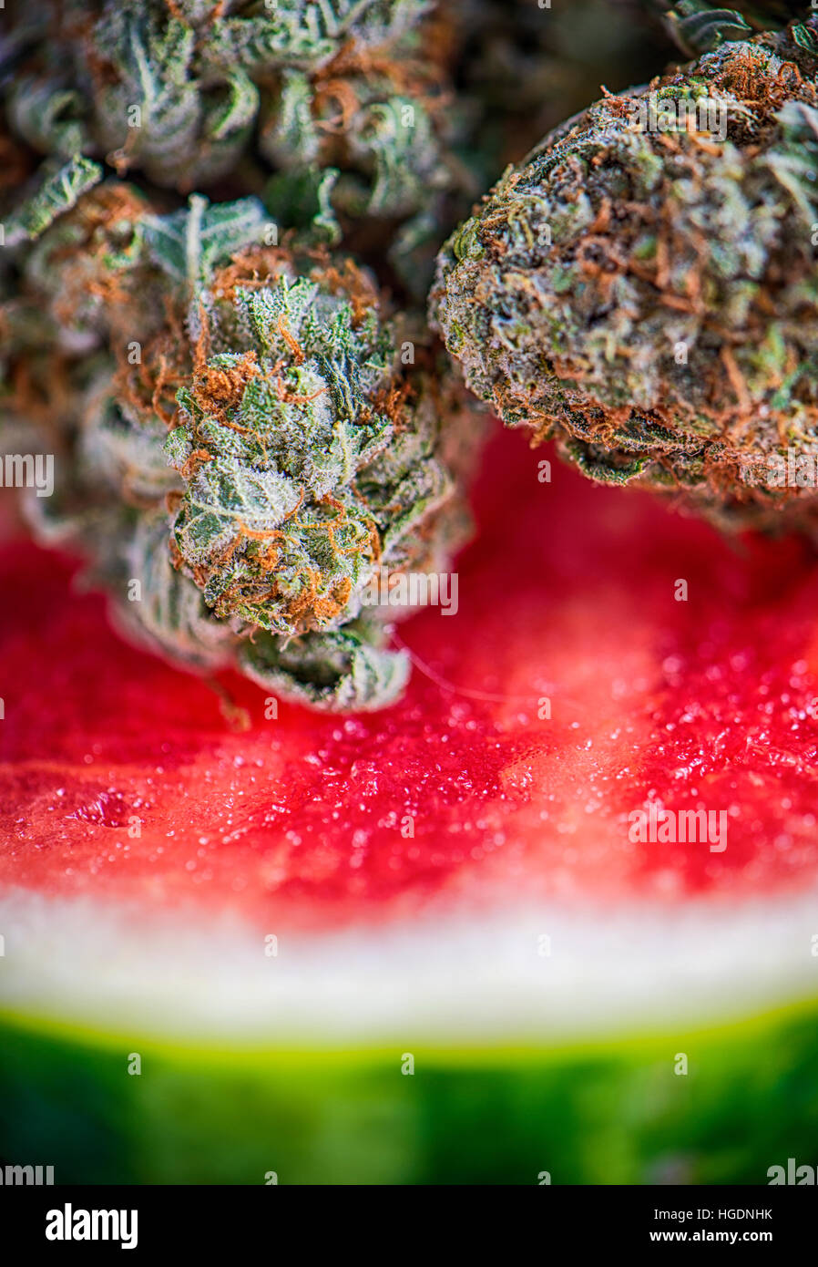 Macro detail of cannabis buds (watermelon marijuana strain) over a water melon slice Stock Photo