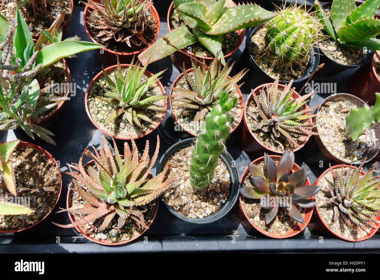 : Cacti in flowerpots, , , Austria Stock Photo