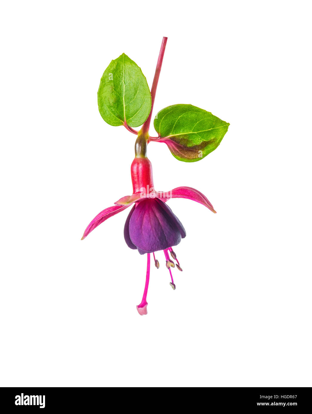 blooming beautiful flower in shades of red and purple fuchsia with leaves is isolated on white background, ` Huet’s Kwarts`, close up Stock Photo