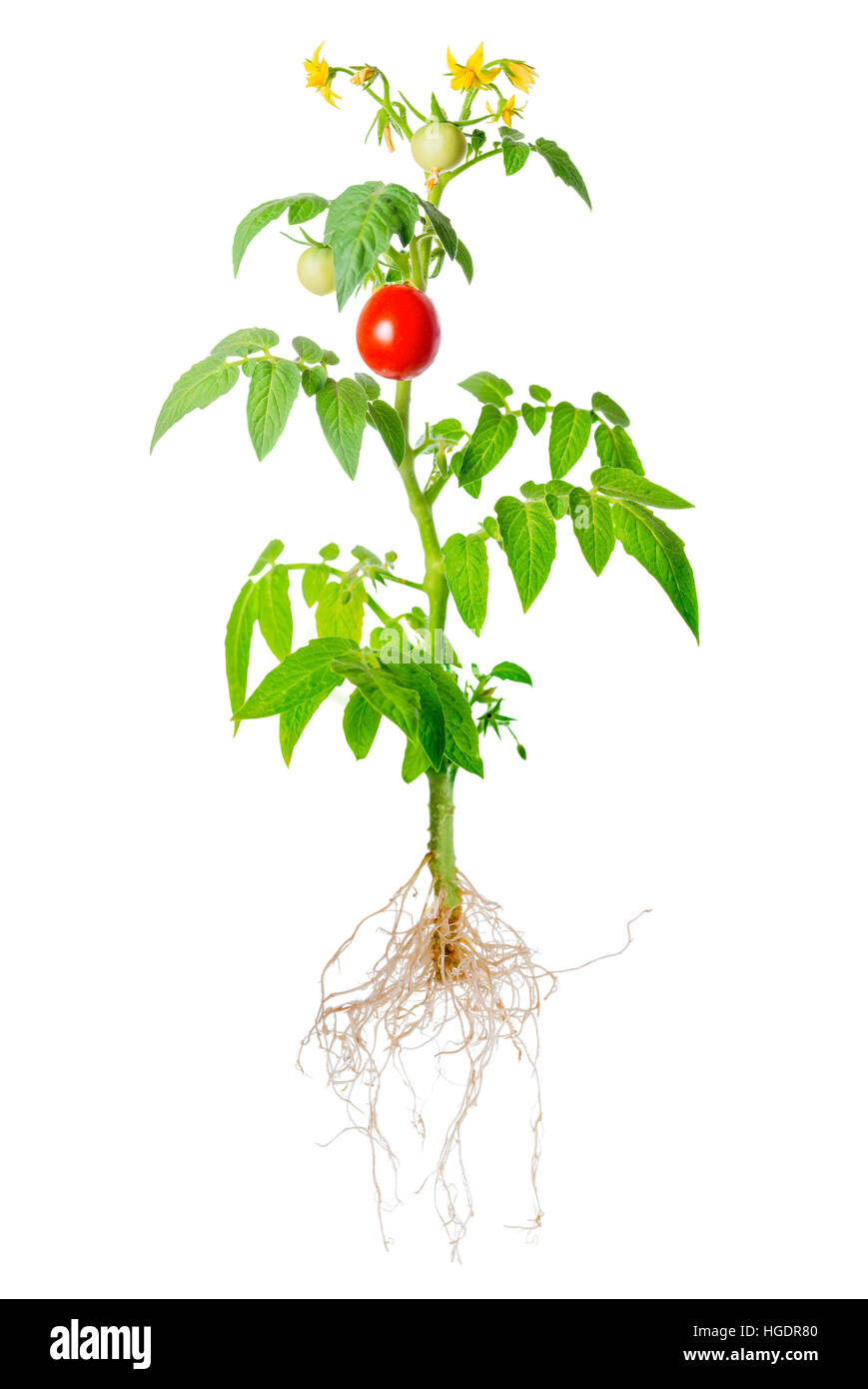 young seedling of fresh green and red tomatoes fruit and flowers with