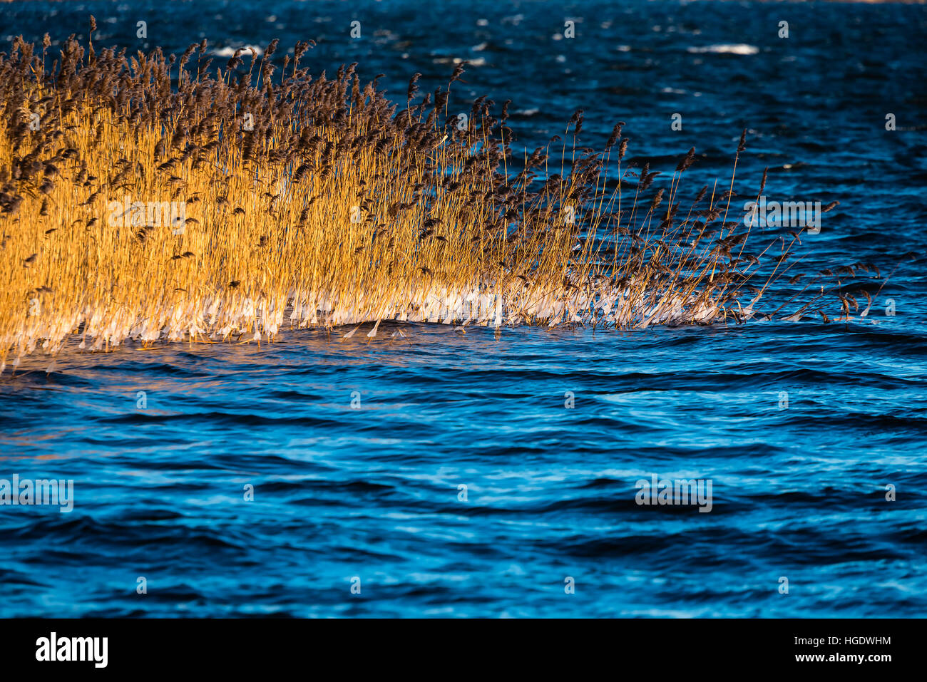 Reed bed with ice close to sea surface after a cold night. Stock Photo