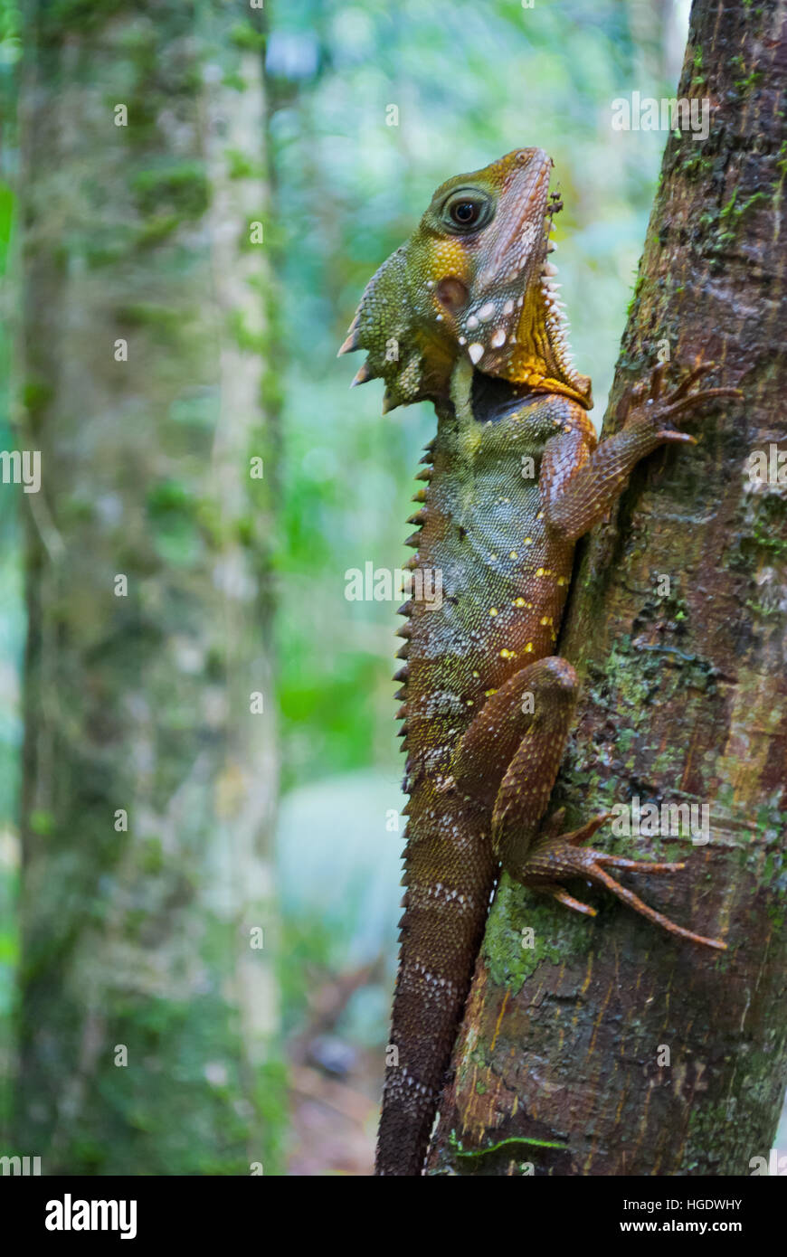 Australian lizard in a tropical rainforest Stock Photo