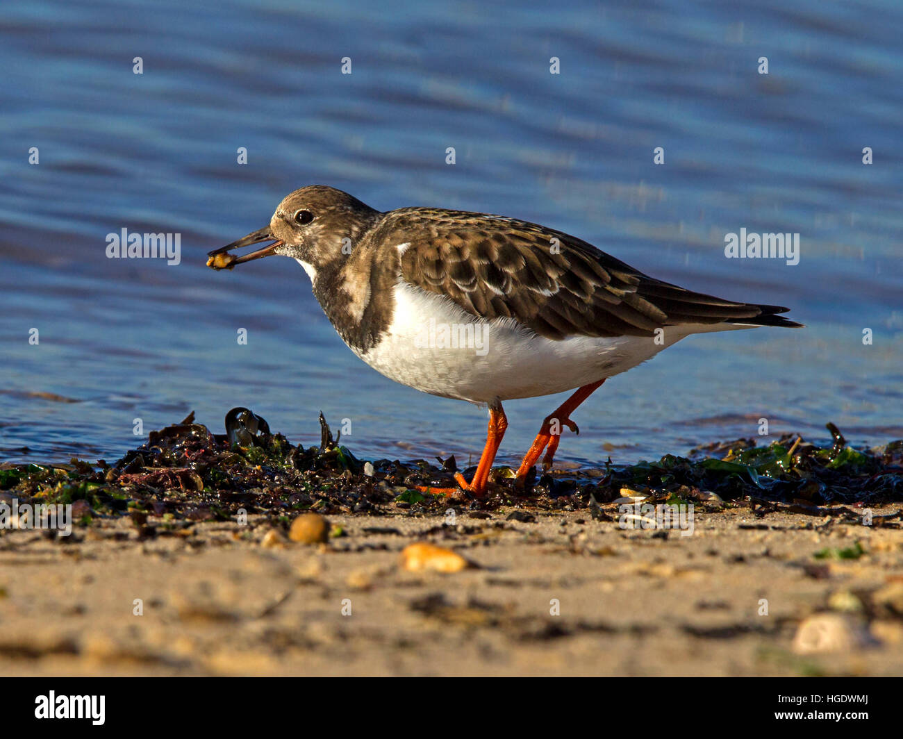 Turnstone in winter plumage with snail at shoreline Stock Photo