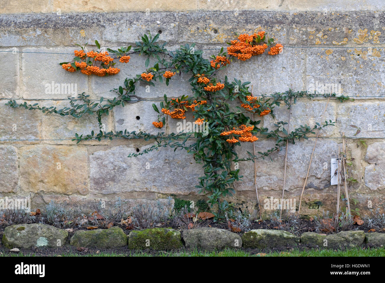 Pyracantha, Orange Firehorn against stone wall Stock Photo