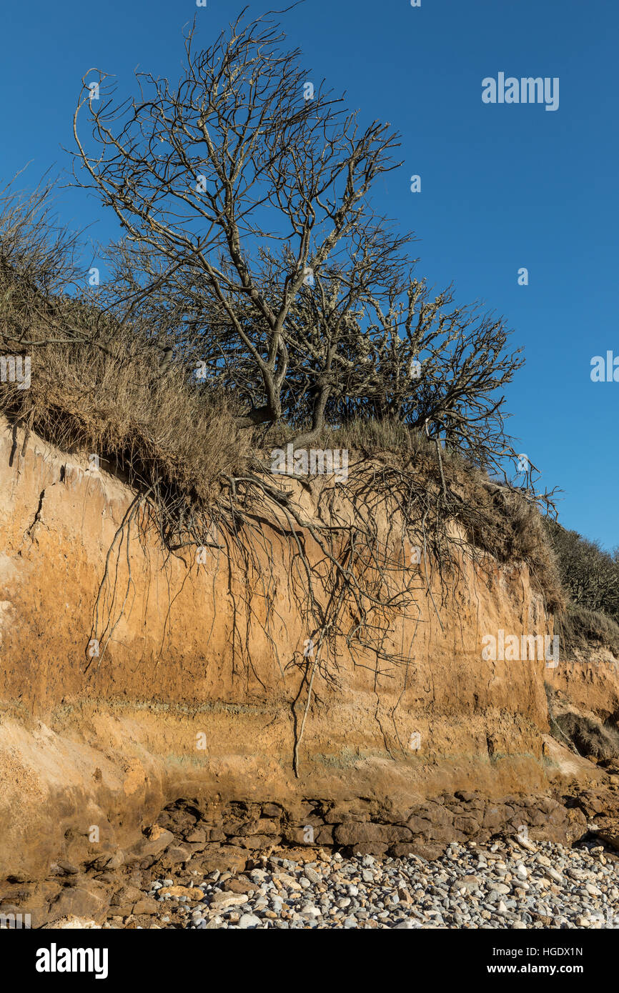 Roots in the small cliffs Stock Photo - Alamy