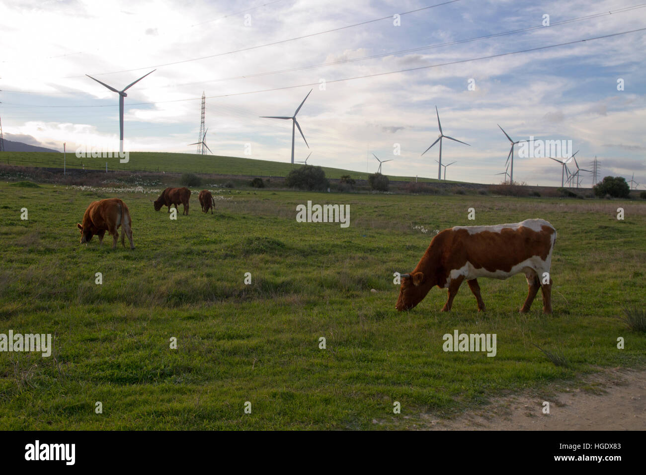 grazing cows wind farms turbines Andalusia Spain electricity energy production Stock Photo
