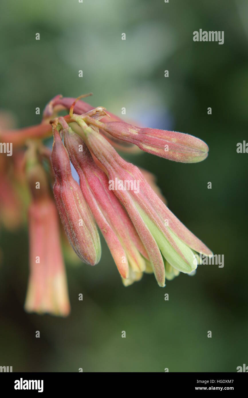 Beschorneria yuccoides at Clyne gardens, Swansea, Wales, UK. Stock Photo