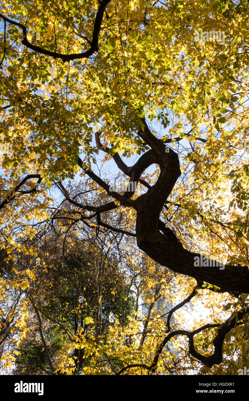Beautiful Fall Tree in Madison Square Park, NYC, USA Stock Photo Alamy