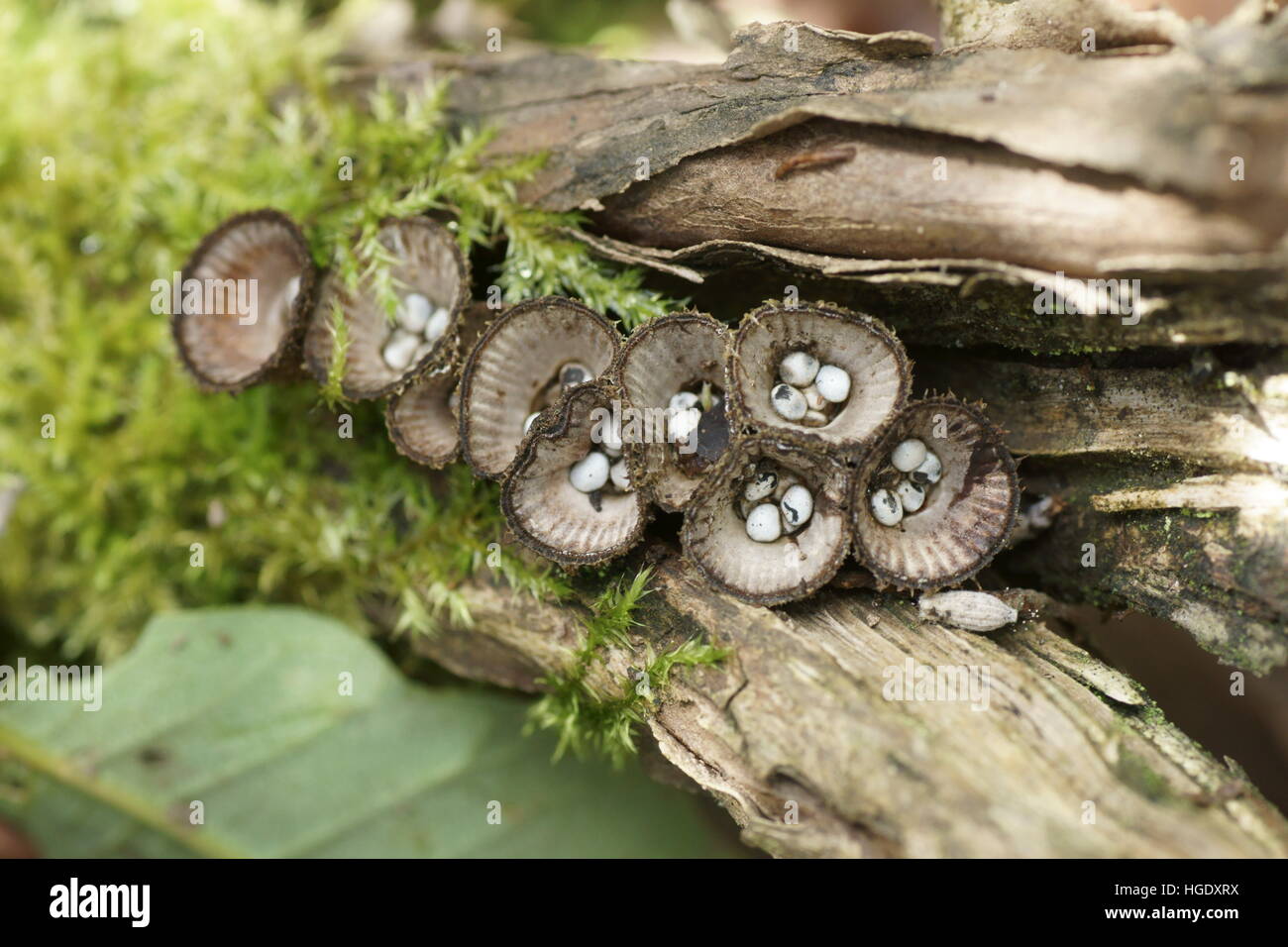 Bird's Nest Fungus (Cyathus striatus Stock Photo Alamy