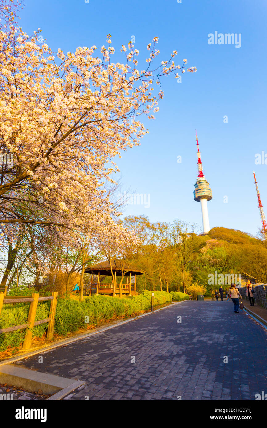 Tourists on footpath leading to Namsan N Seoul Tower during colorful cherry blossoms tree season on a lovely spring day Stock Photo