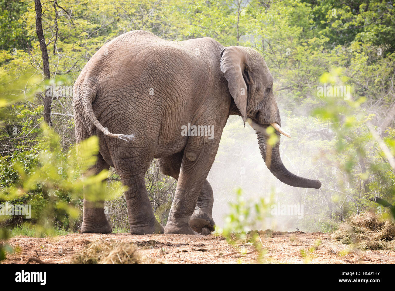 Adult bull elephant kicks up dust, side view, side, . Kruger region