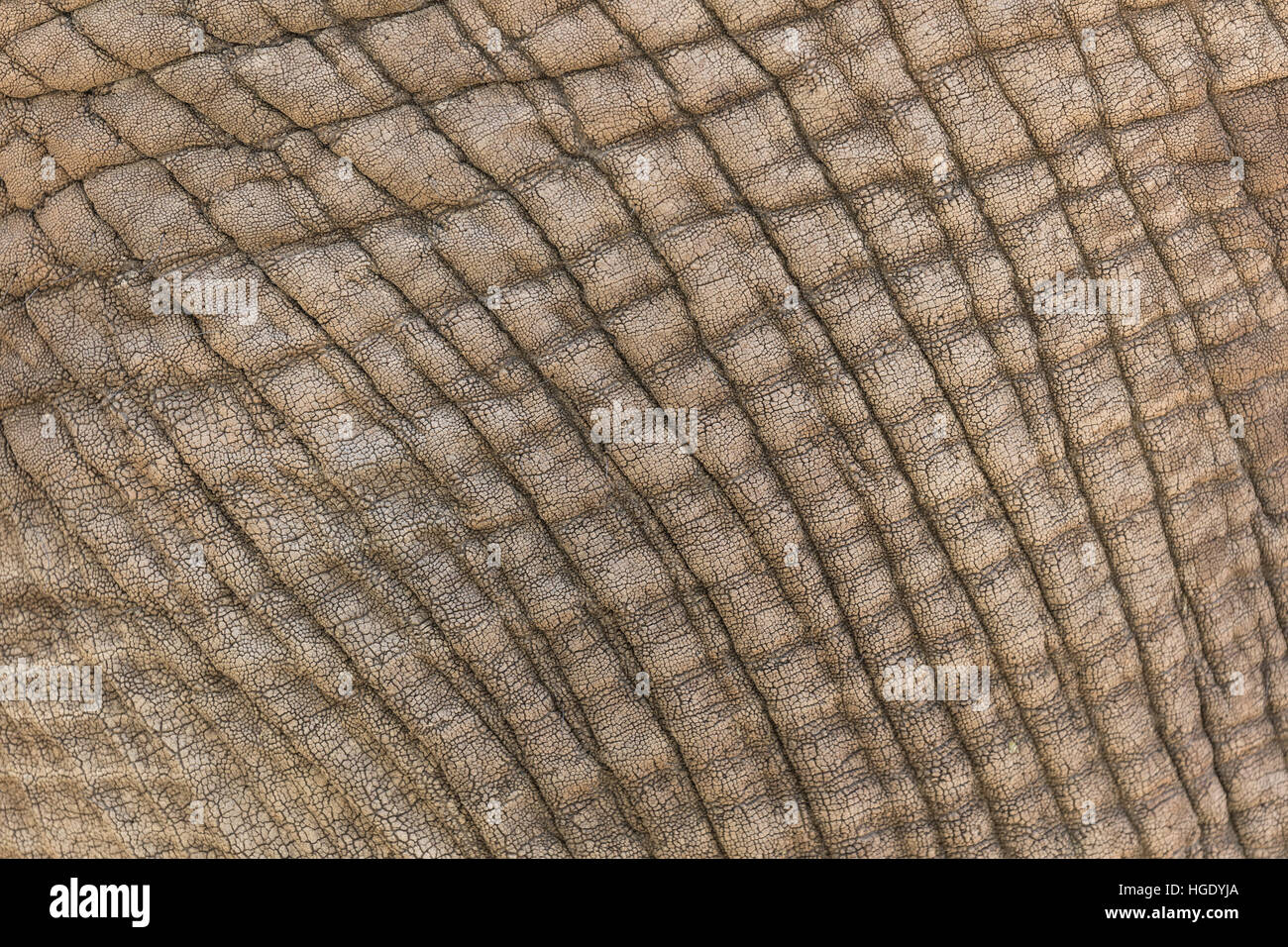 A background of elephant skin close up, showing the construction