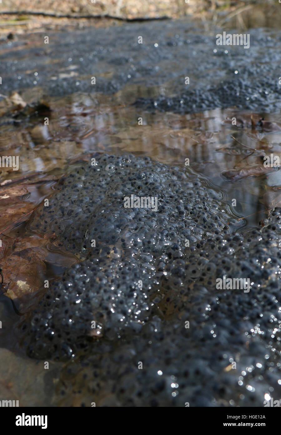 Wood frog egg masses in pond Ohio Stock Photo