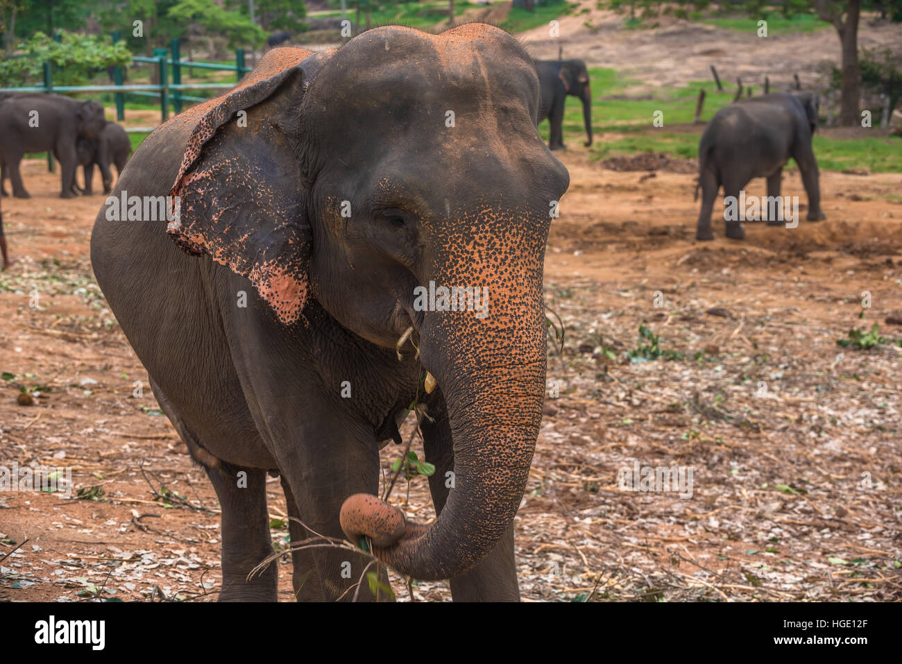 Sri lanka: captive elephants in Pinnawala Stock Photo