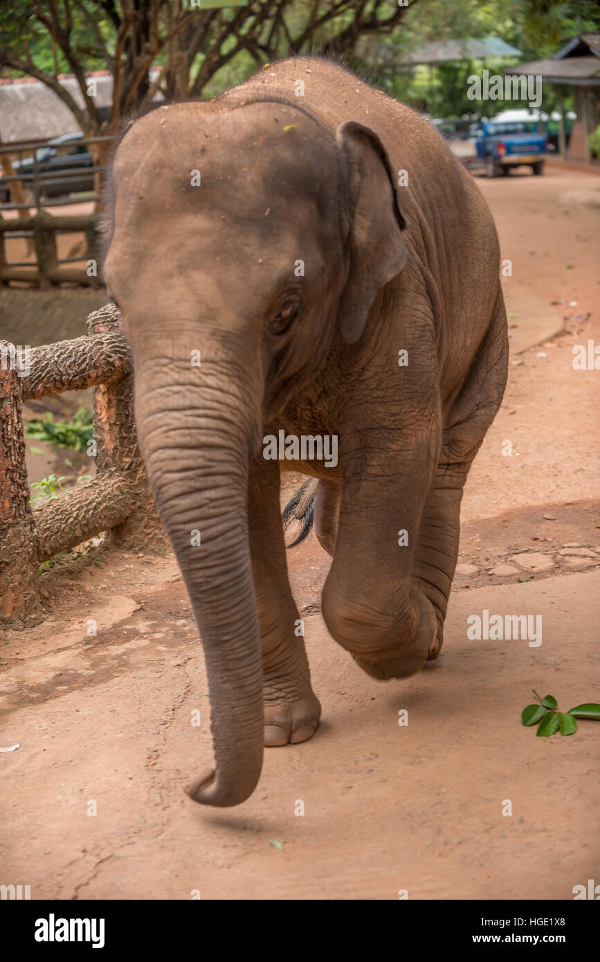Sri Lanka: elephant Pinnawala Stock Photo