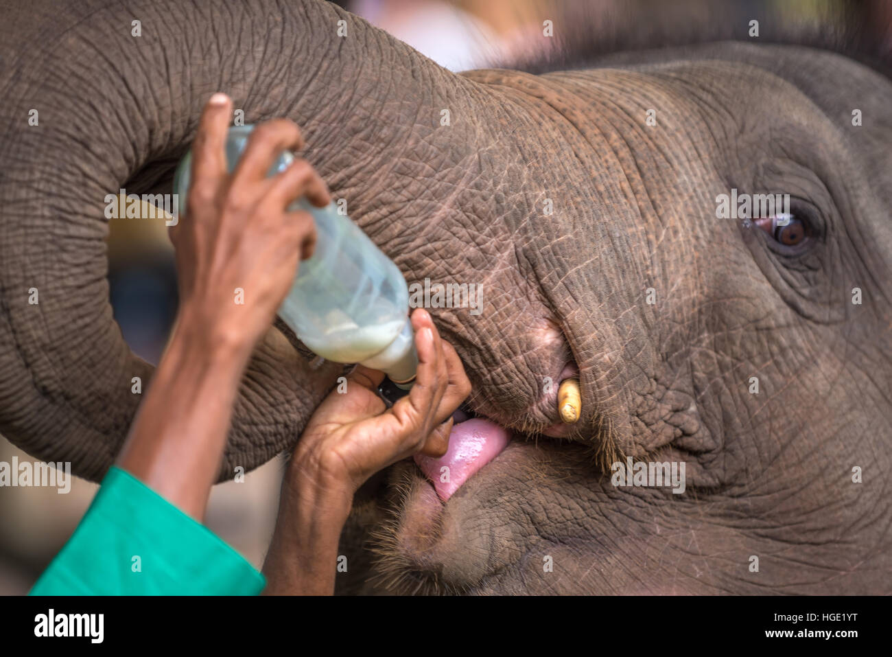 Baby elephant being feed with milk in Pinnawala, Sri Lanka Stock Photo