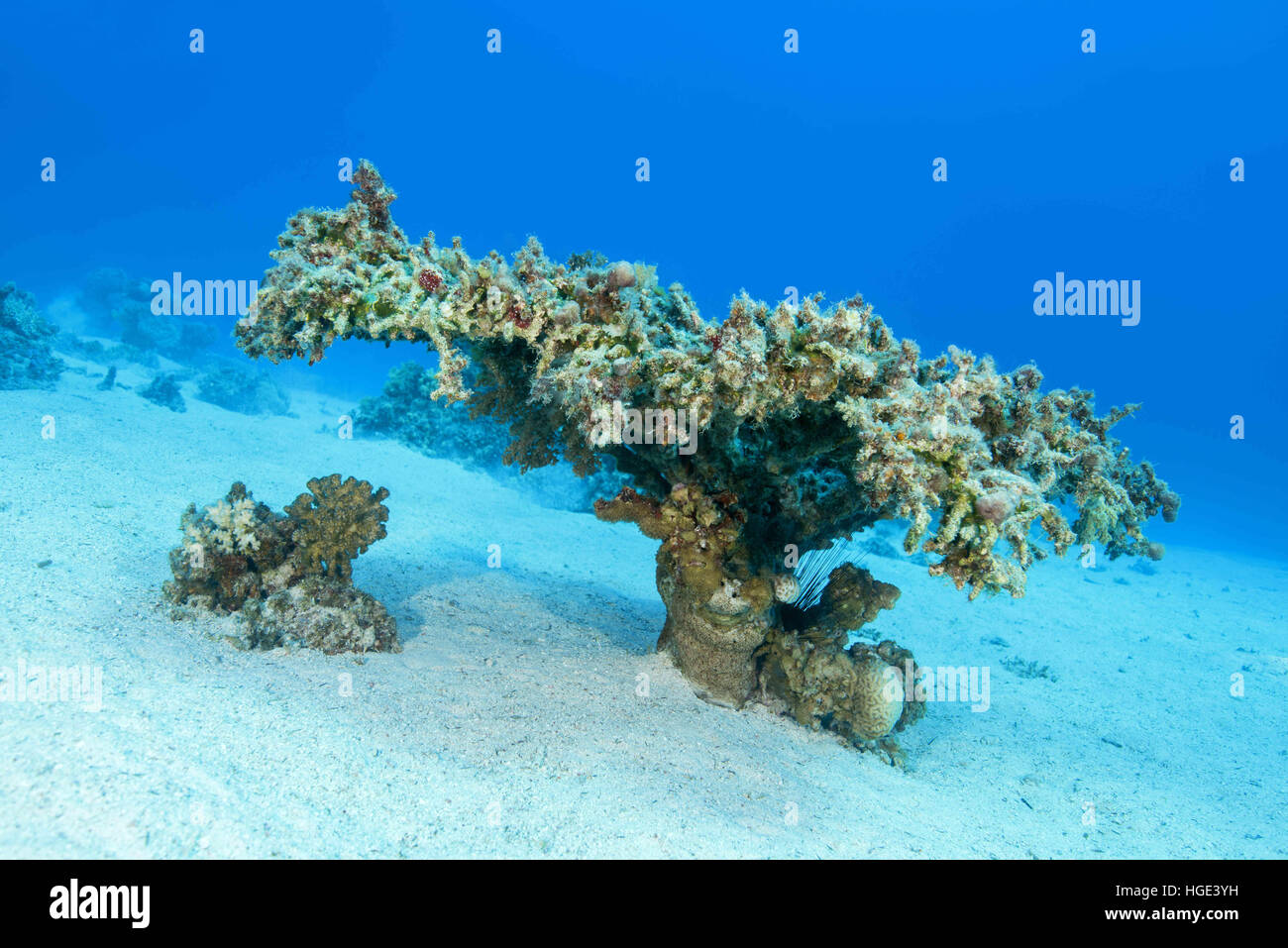November 7, 2016 - Single Table Coral (Acropora pharaonis) on sand bottom, Red sea, Sharm El Sheikh, Sinai Peninsula, Egypt © Andrey Nekrasov/ZUMA Wire/ZUMAPRESS.com/Alamy Live News Stock Photo