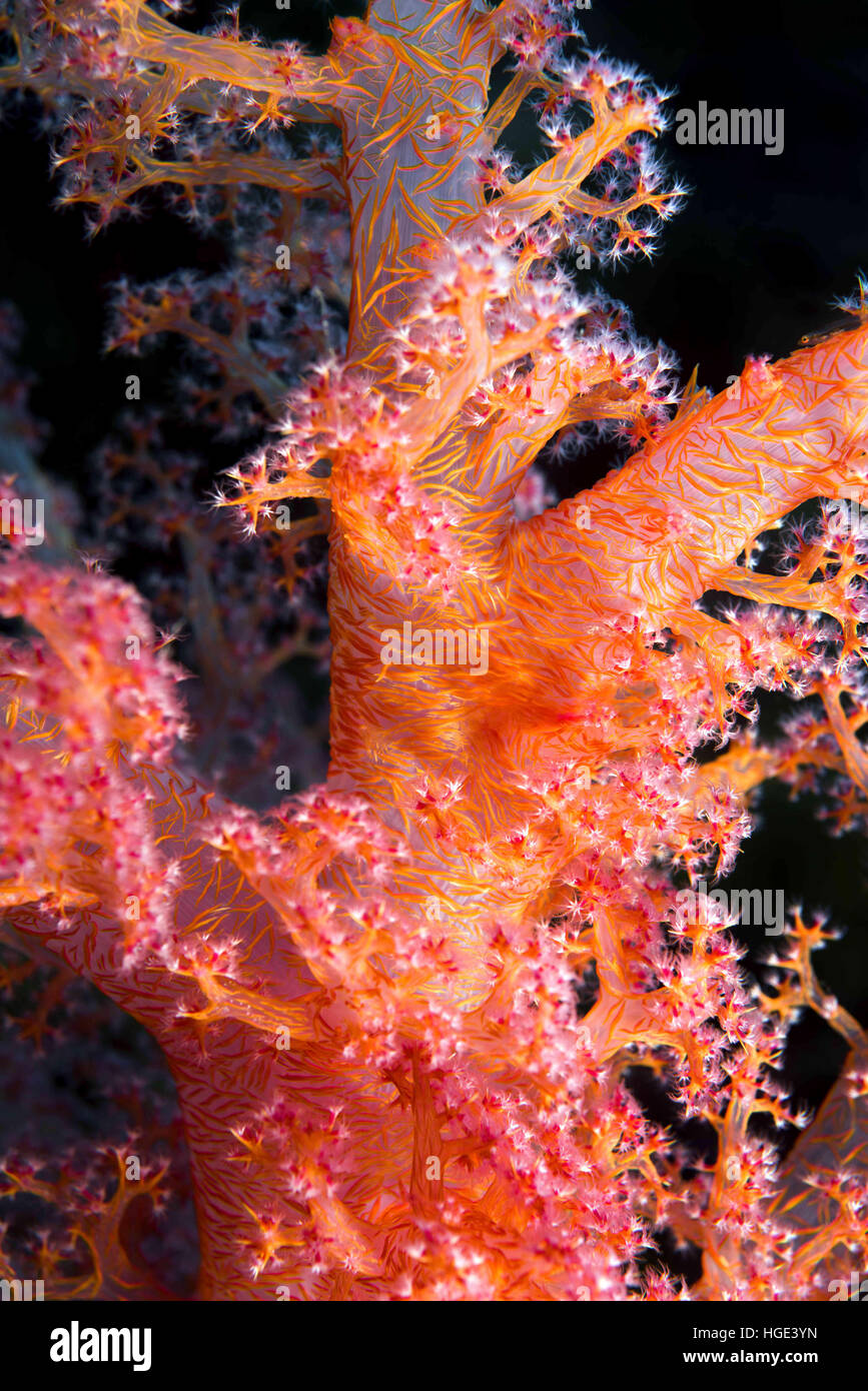Red Sea, Egypt. 4th Nov, 2016. Close-up - soft coral (Dendronephthya hemprichi) Red sea, Sharm El Sheikh, Sinai Peninsula, Egypt © Andrey Nekrasov/ZUMA Wire/ZUMAPRESS.com/Alamy Live News Stock Photo