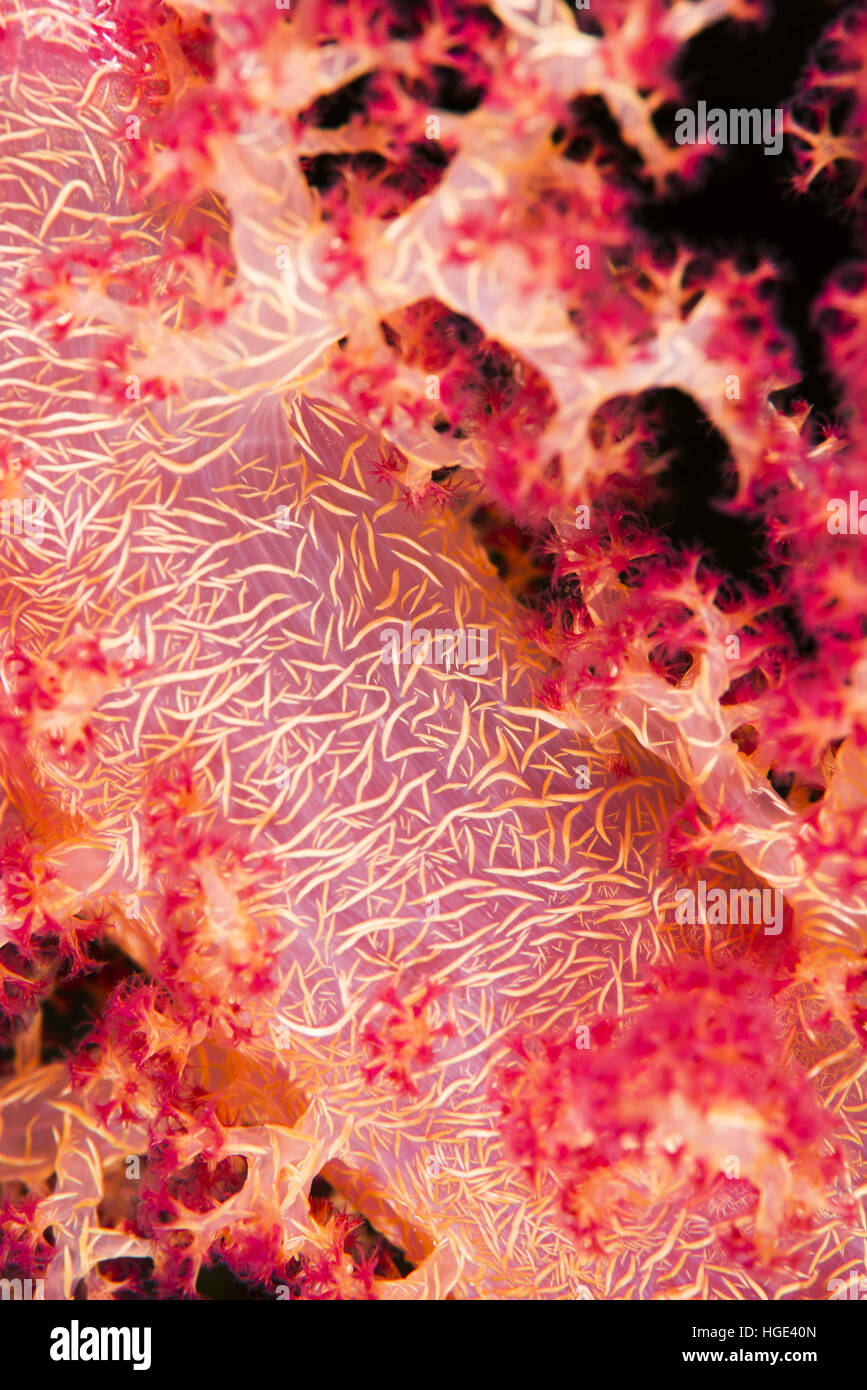 Red Sea, Egypt. 8th Nov, 2016. Close-up - soft coral (Dendronephthya hemprichi) Red sea, Sharm El Sheikh, Sinai Peninsula, Egypt © Andrey Nekrasov/ZUMA Wire/ZUMAPRESS.com/Alamy Live News Stock Photo