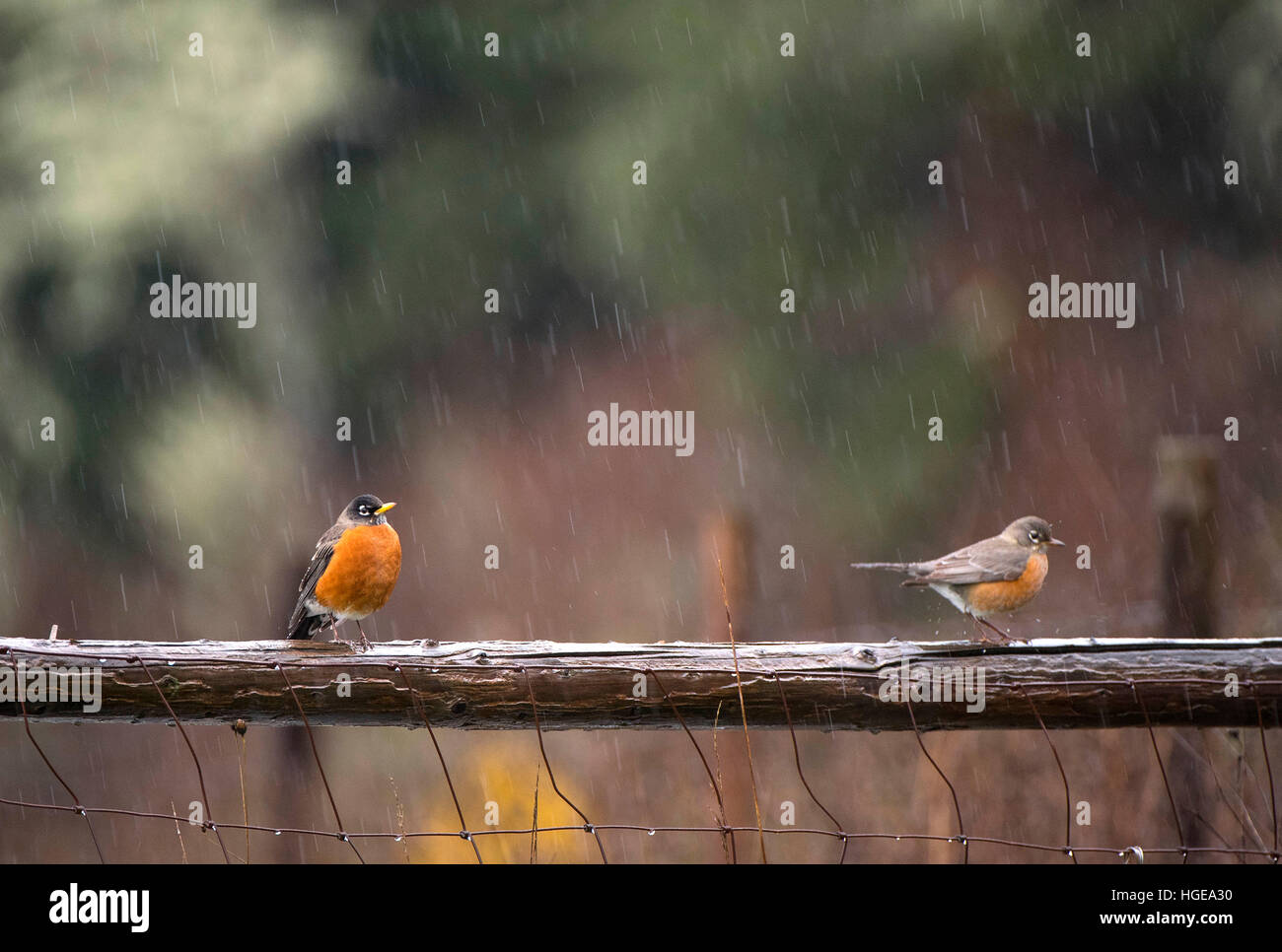 Pair of robins hires stock photography and images Alamy