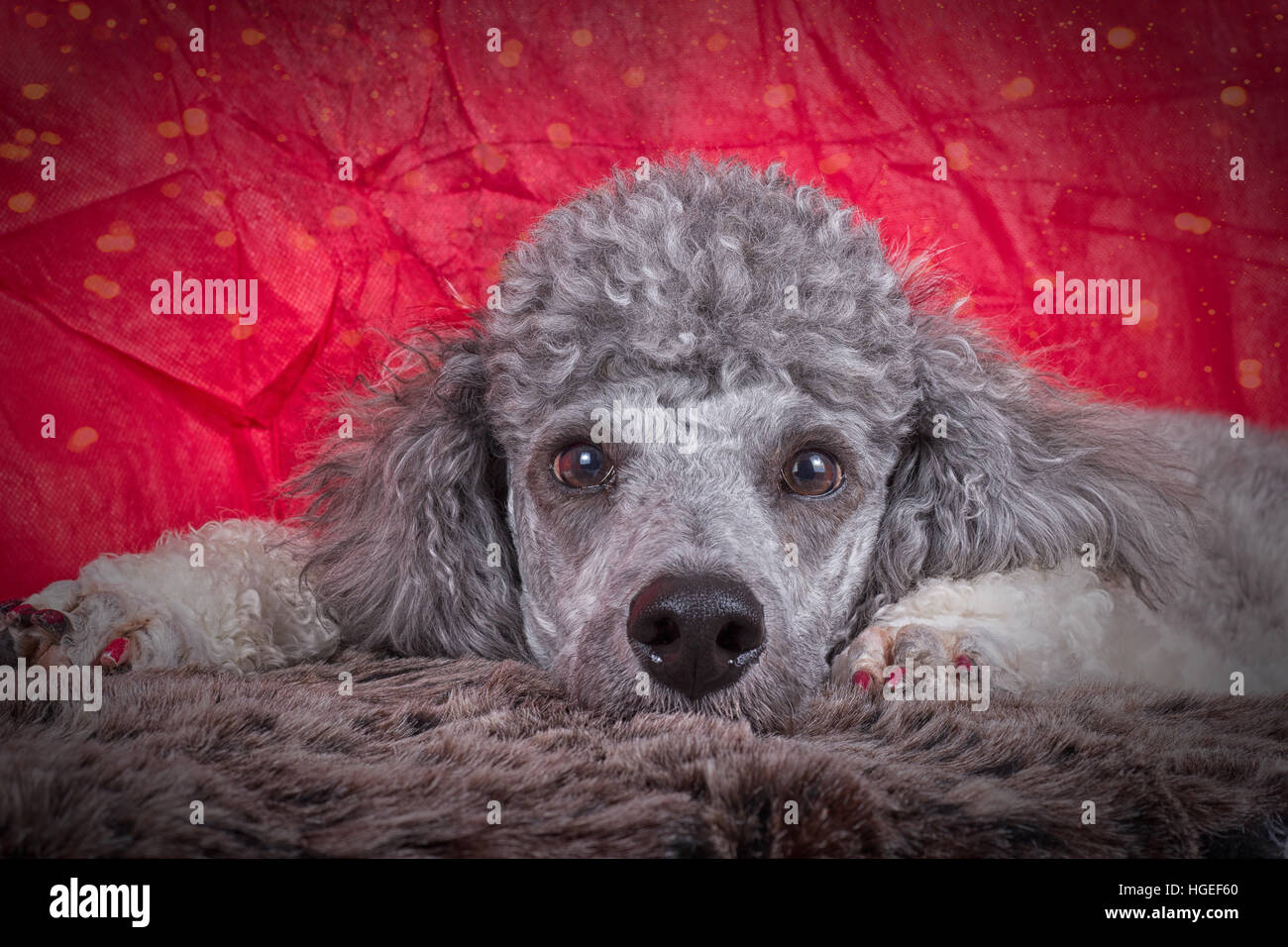 standard poodle dog breed Stock Photo Alamy