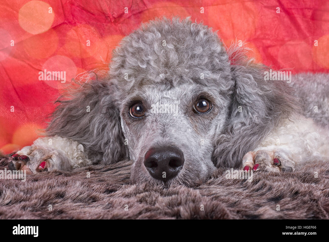 standard poodle dog breed Stock Photo Alamy