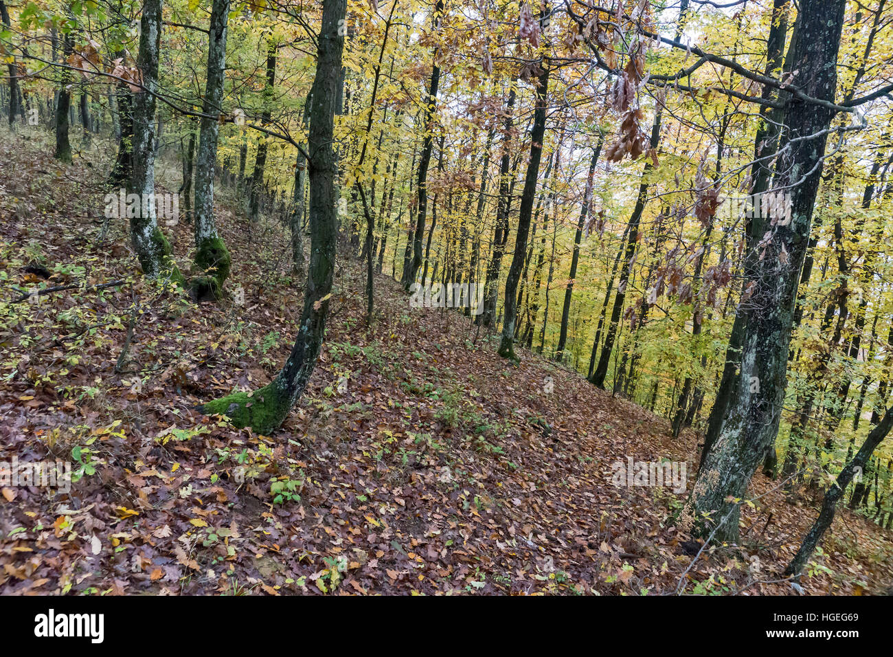 Autumn day in the woods with golden brown leaves Stock Photo - Alamy
