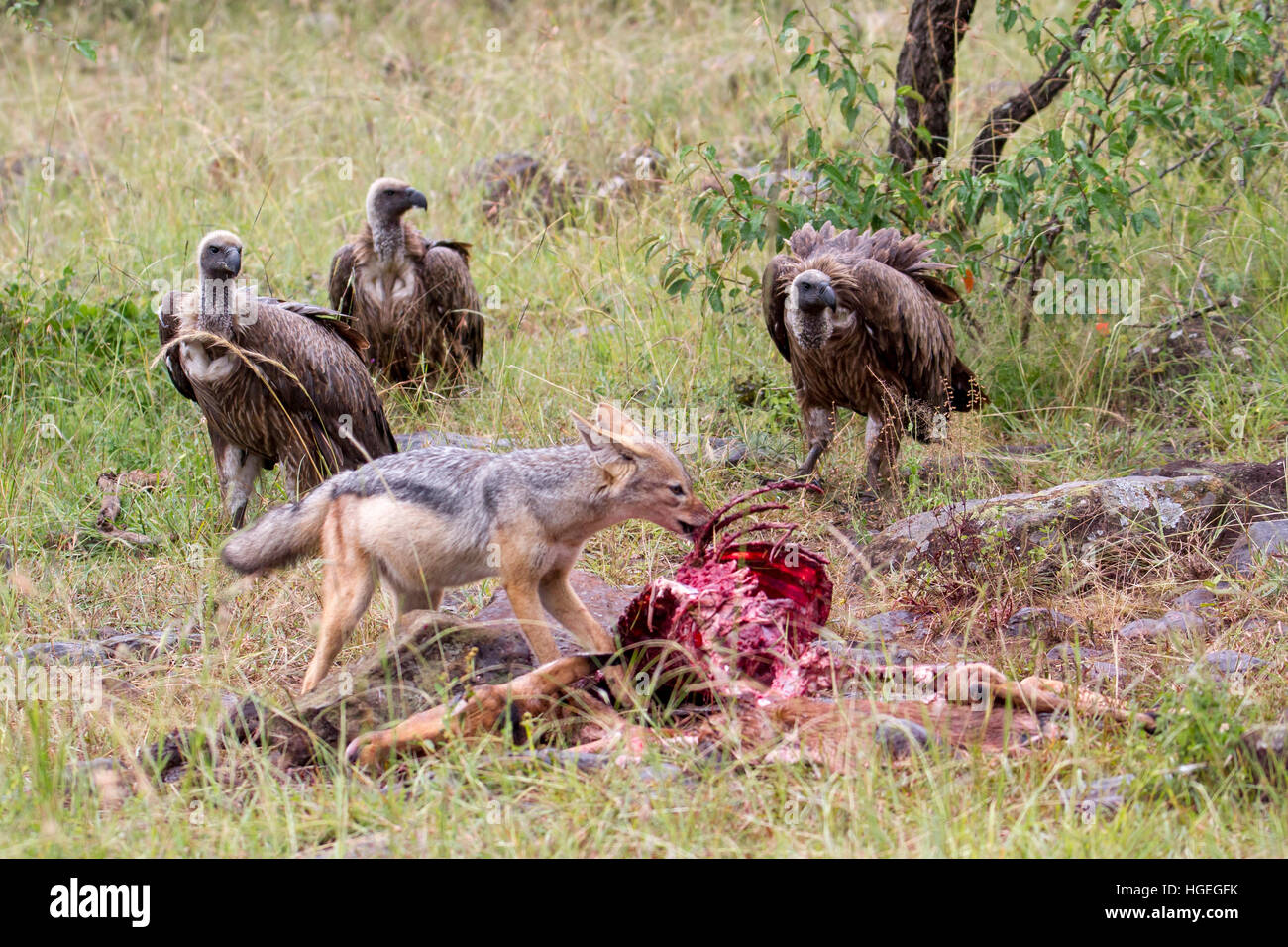 Jackal vulture hi-res stock photography and images - Page 2 - Alamy
