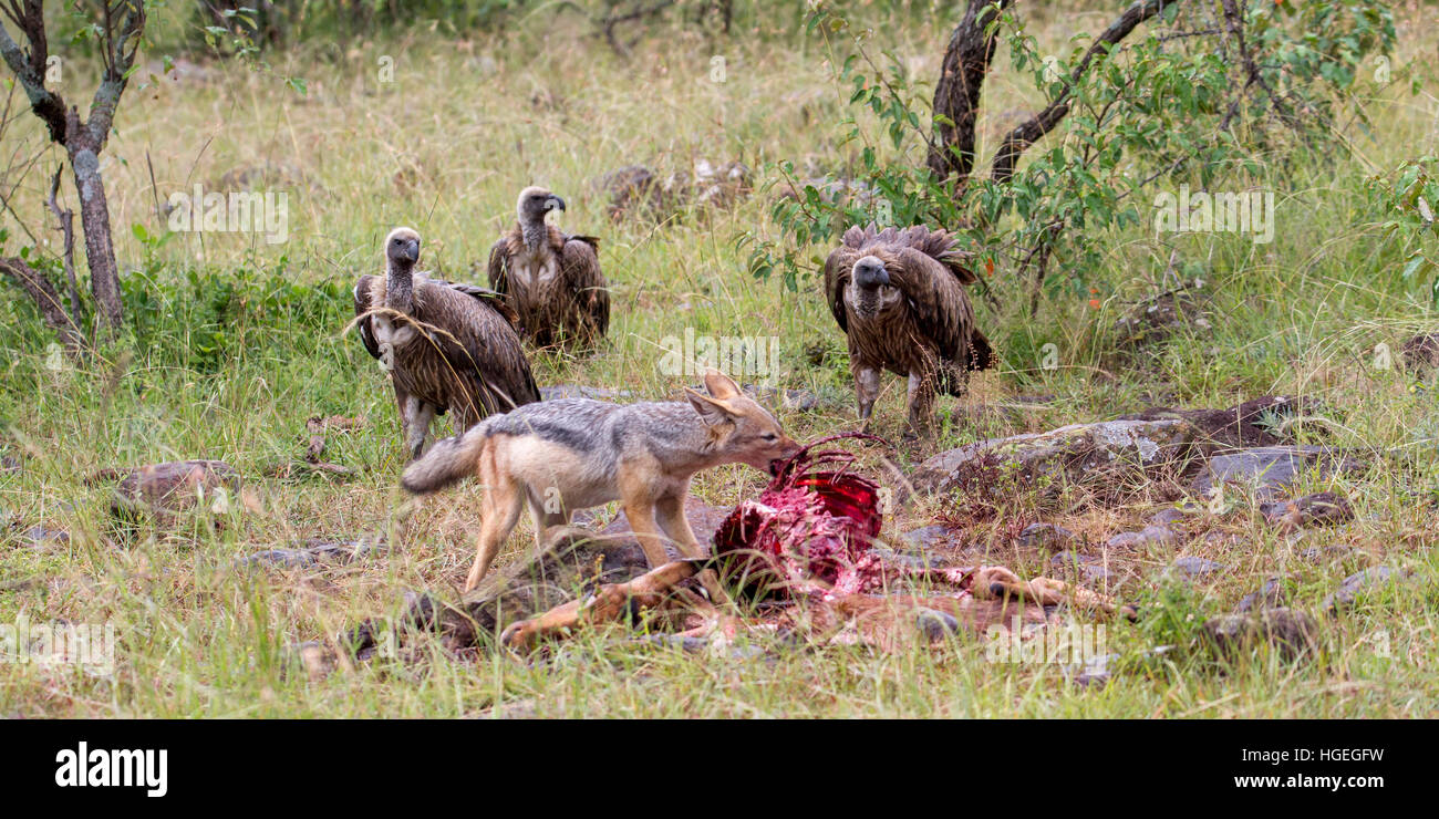 Jackal vulture hi-res stock photography and images - Page 2 - Alamy