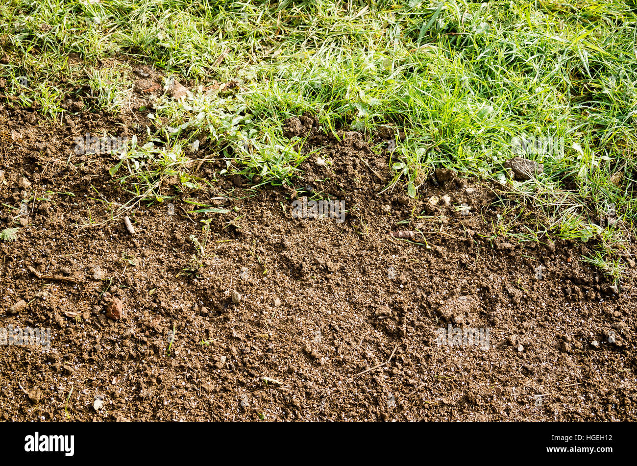 Section of a damaged grass lawn having been resown with fresh seed in