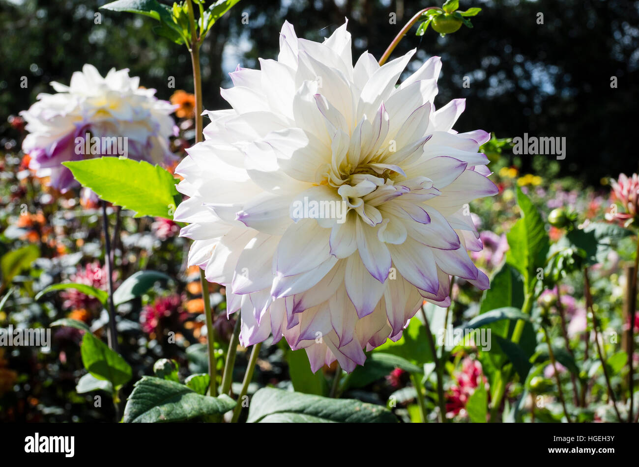 Dahlia Ferncliffe Illusion flowering in September in the UK Stock Photo