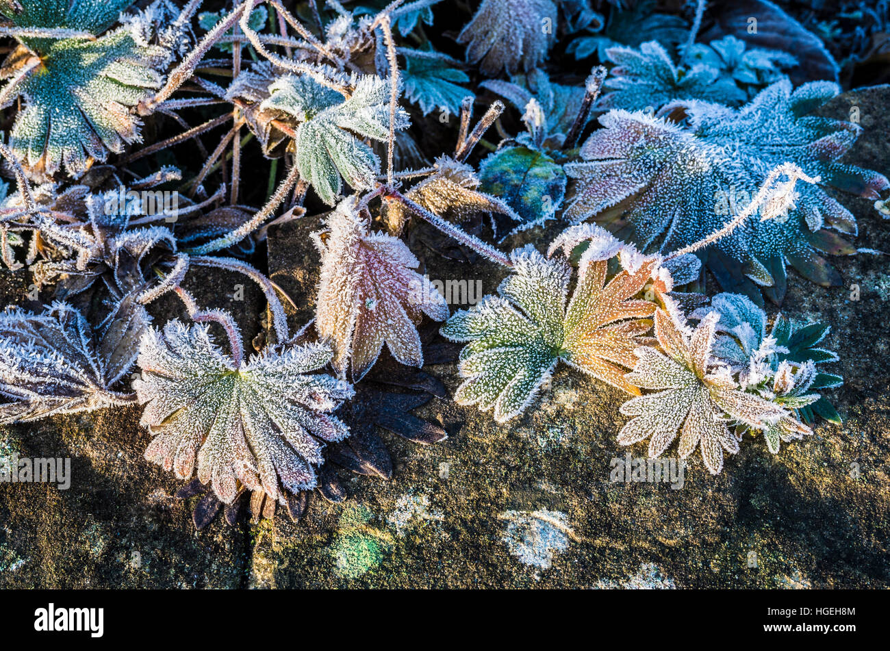 Frosted hardy geranium leaves in January in UK Stock Photo