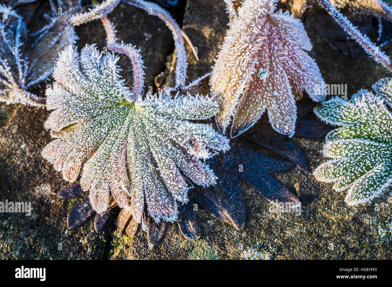 Frosted hardy geranium leaves in January in UK Stock Photo