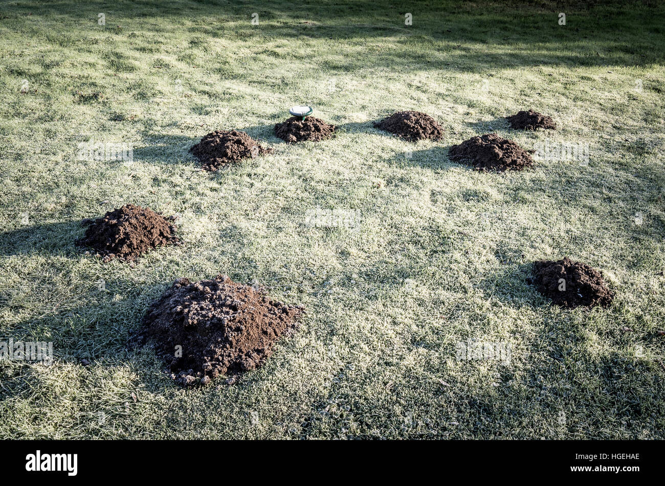 Moles active on a lawn even in the frosty month of January in UK Stock Photo