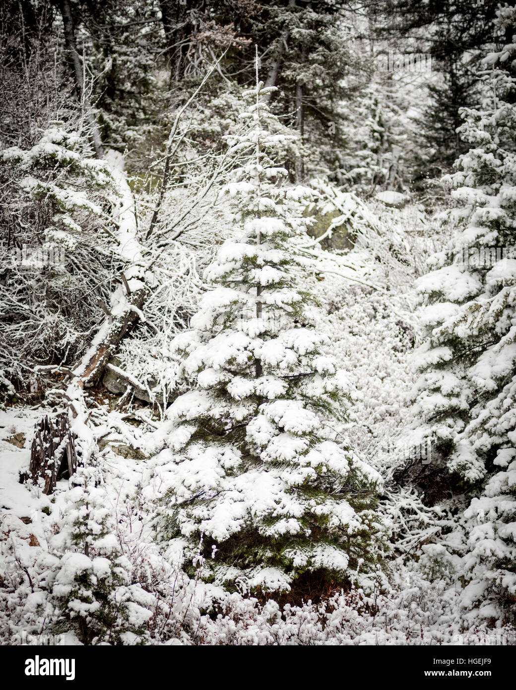 Christmas tree in a winter covered forest with lots of snow Stock Photo