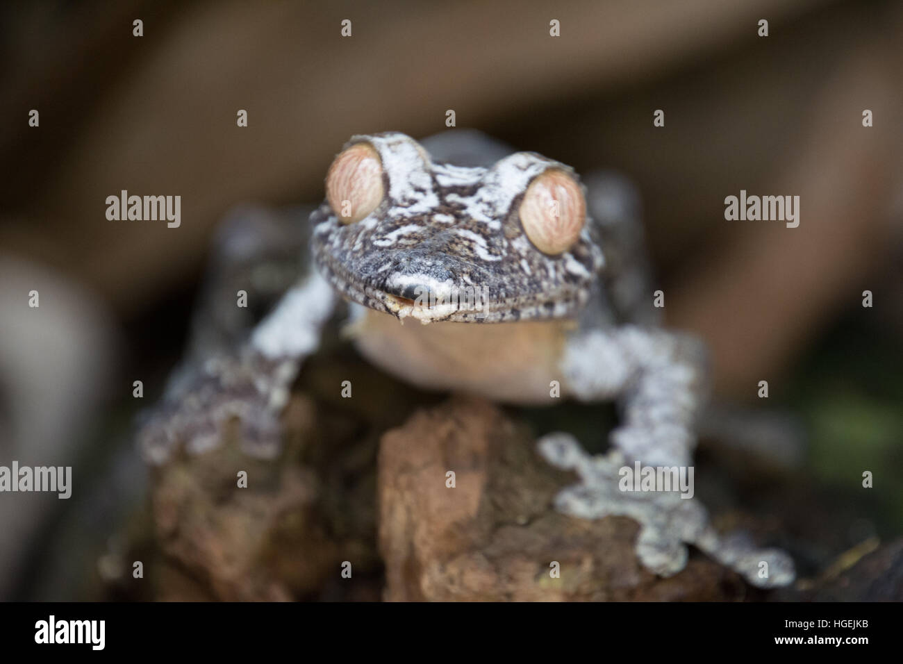 Big eyes lizard in Madagascar Stock Photo - Alamy