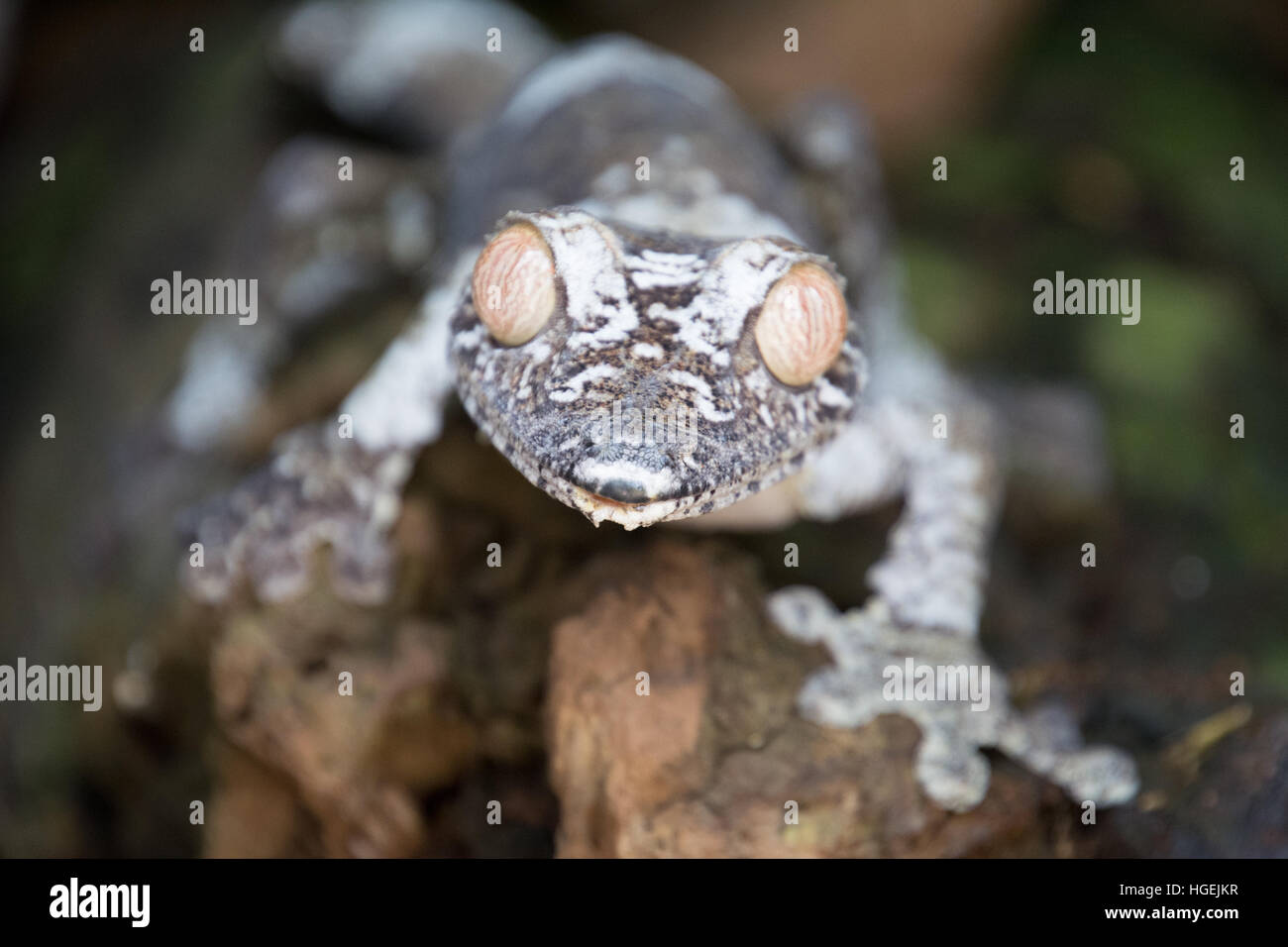 Big eyes lizard in Madagascar Stock Photo - Alamy