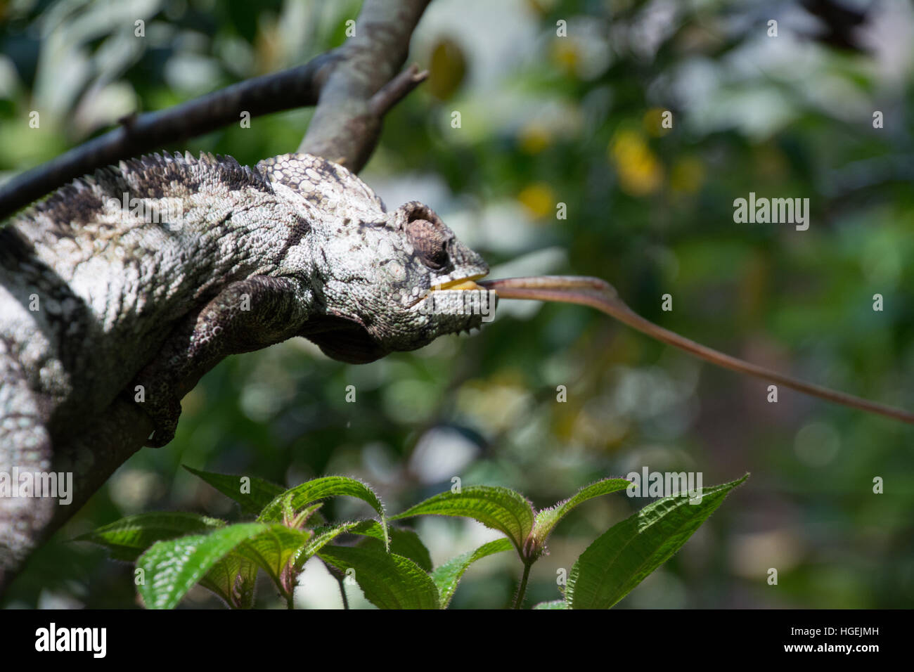 Chameleon Tongue Stock Photo