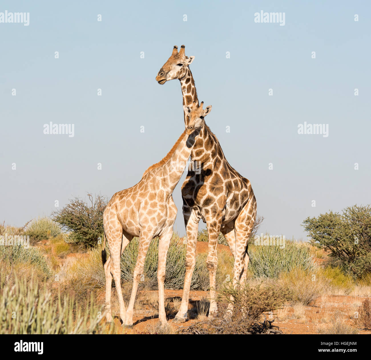 A male and female Giraffe standing together in Southern African