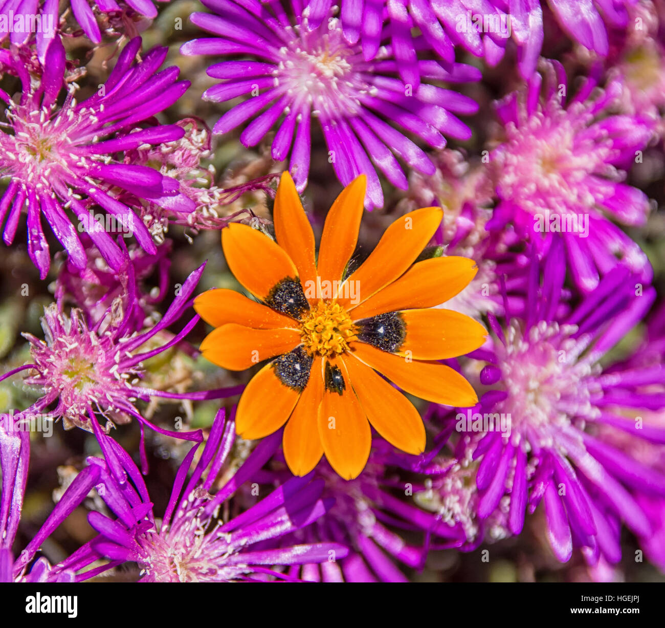 Namaqua daisies, namaqualand hires stock photography and images Alamy