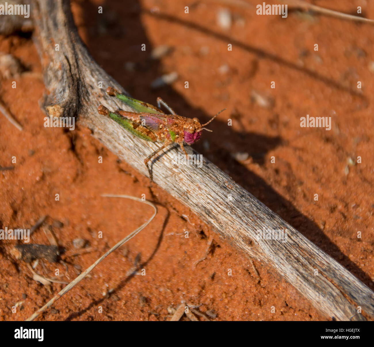 A Grasshopper nymph sitting on a stick in Southern African savanna Stock Photo