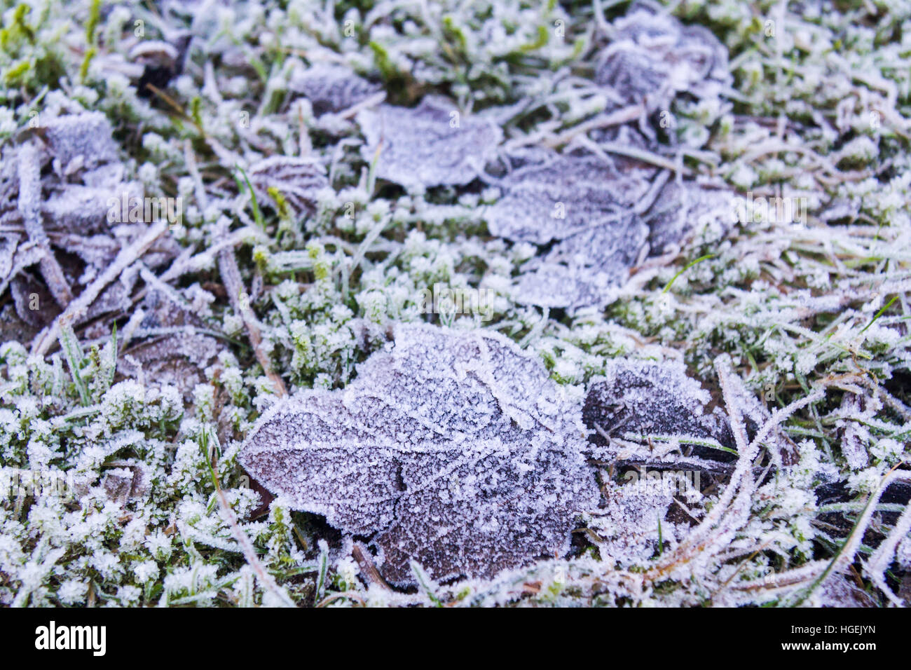 Detail of leaves with frost hi-res stock photography and images - Alamy