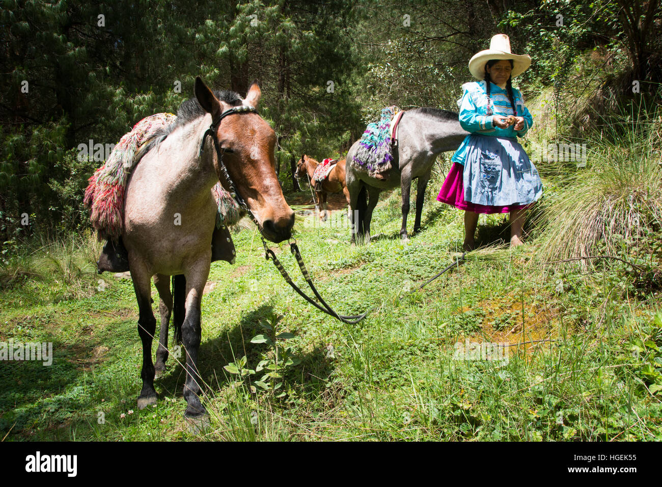 Woman in typical dress and hat of the Cajamarca region of northern Peru with horses in the countryside Stock Photo