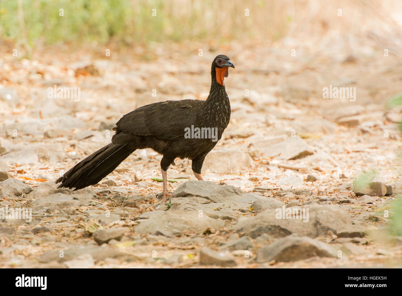 White-winged guan or Pava Aliblanca (Penelope albipennis) at the Chaparri Reserve in Lambayeque, northern Peru Stock Photo
