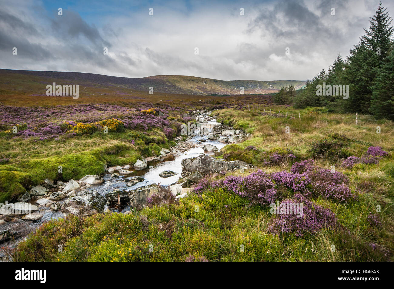 Purple Heather blooming in Wicklow Mountains National Park in Late Summer, Ireland Stock Photo