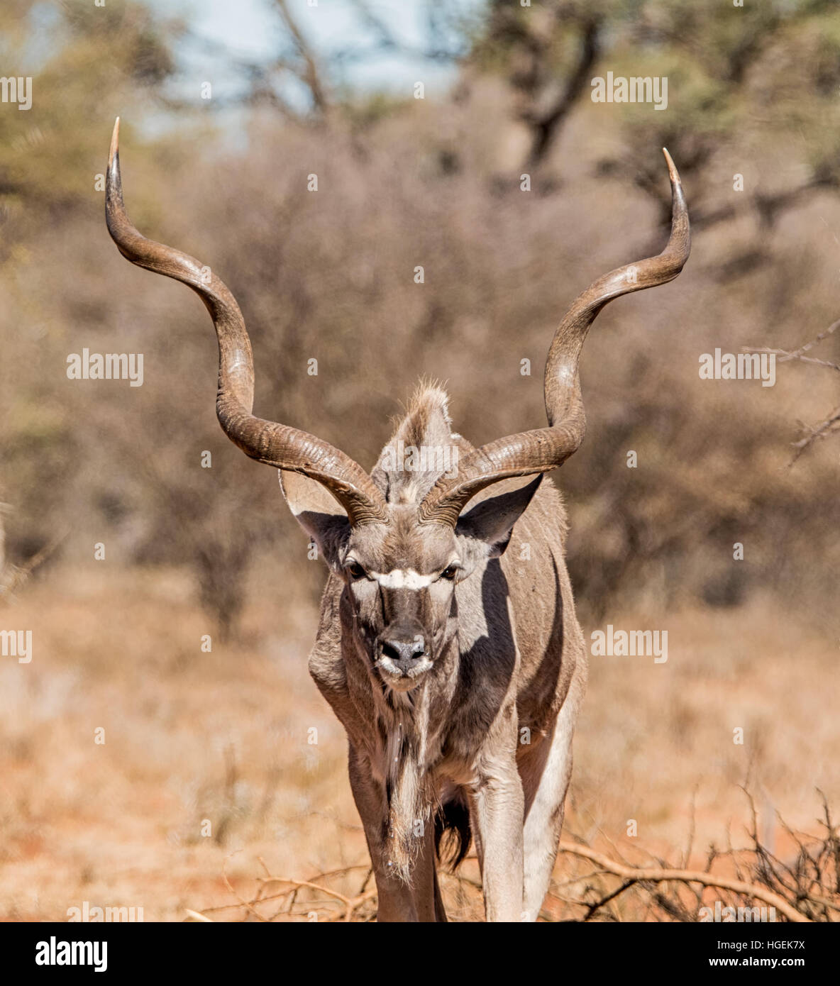 Kudu bull in Southern African savanna Stock Photo Alamy