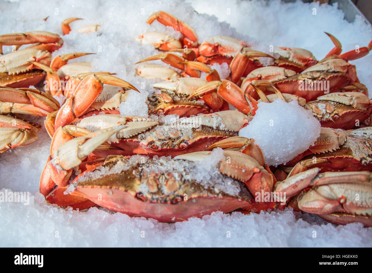 Close up of whole, cooked Dungeness Crabs displayed on ice, Pike Place Market, Seattle, Washington. Stock Photo