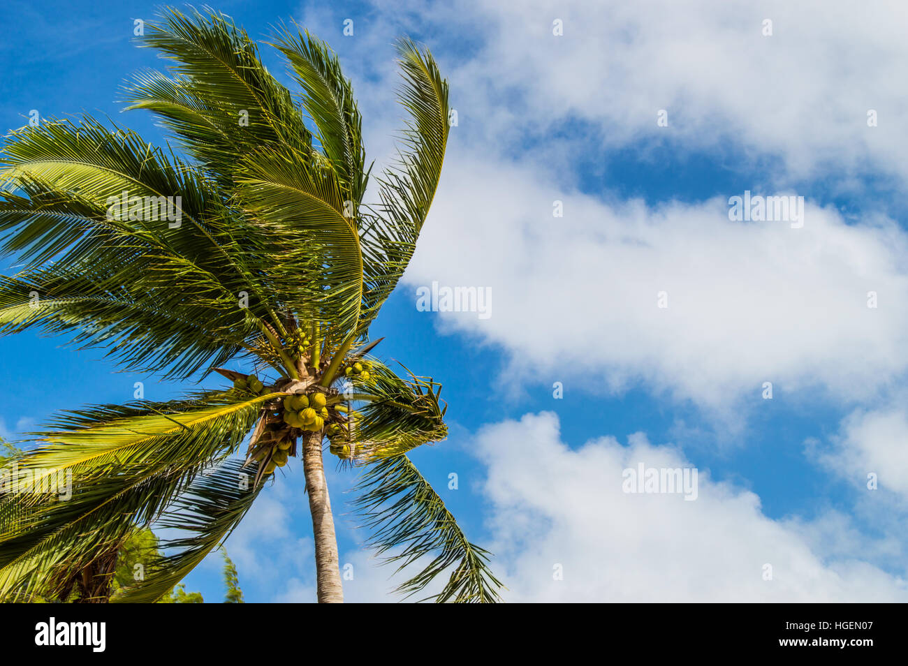 Palm tree bending in the wind with cloudy blue sky in the background