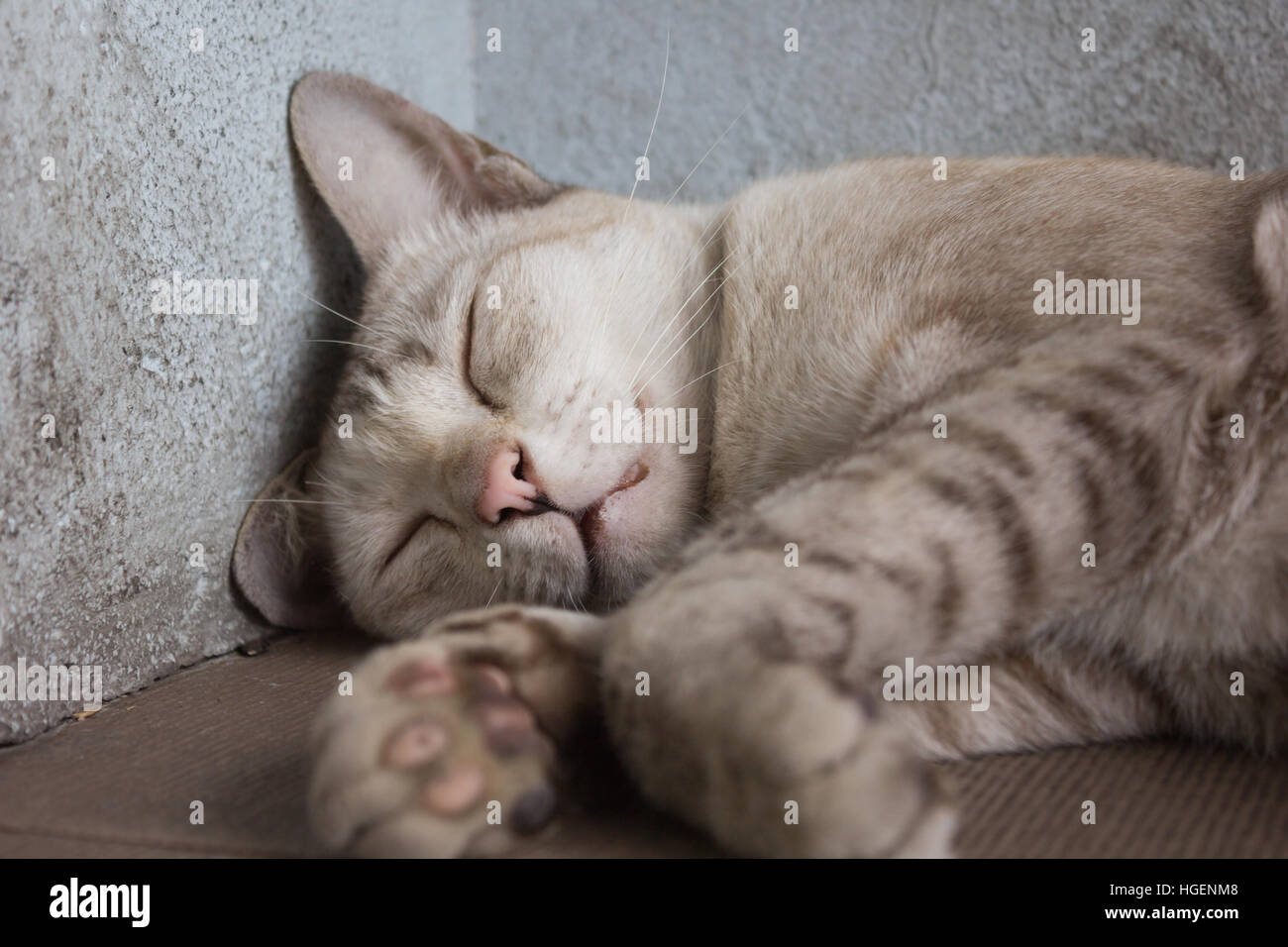 A gray Cat sleeping on the street Stock Photo - Alamy
